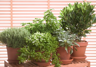 10 plantas aromáticas perfectas para terrazas mexicanas: resistentes, útiles y siempre frescas