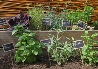 10 plantas aromáticas perfectas para terrazas mexicanas: resistentes, útiles y siempre frescas