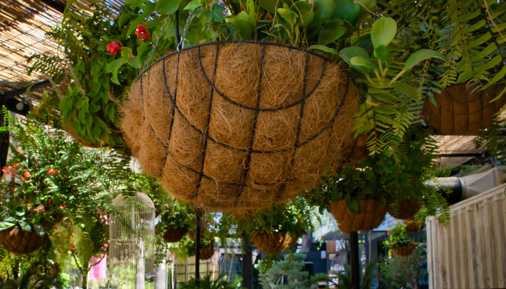 Una planta con muchas hojas pero pocas flores puede tener exceso de nitrógeno, por eso conviene usar fertilizantes enfocados en floración. Una planta con muchas hojas pero pocas flores puede tener exceso de nitrógeno, por eso conviene usar fertilizantes enfocados en floración.