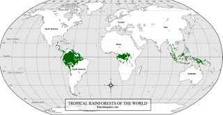 La selva tropical y la lluvia: ¿causa o efecto?