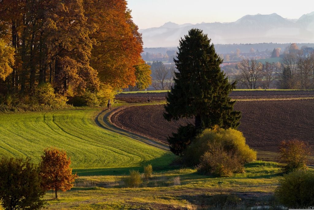 Die Berge halten sich im Hintergrund - doch auf sie ist ein Almbetrieb nicht zwingend angewiesen. Foto: Pixabay