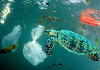 400 milhões de toneladas: o plástico está sufocando a fauna e a flora marinha!