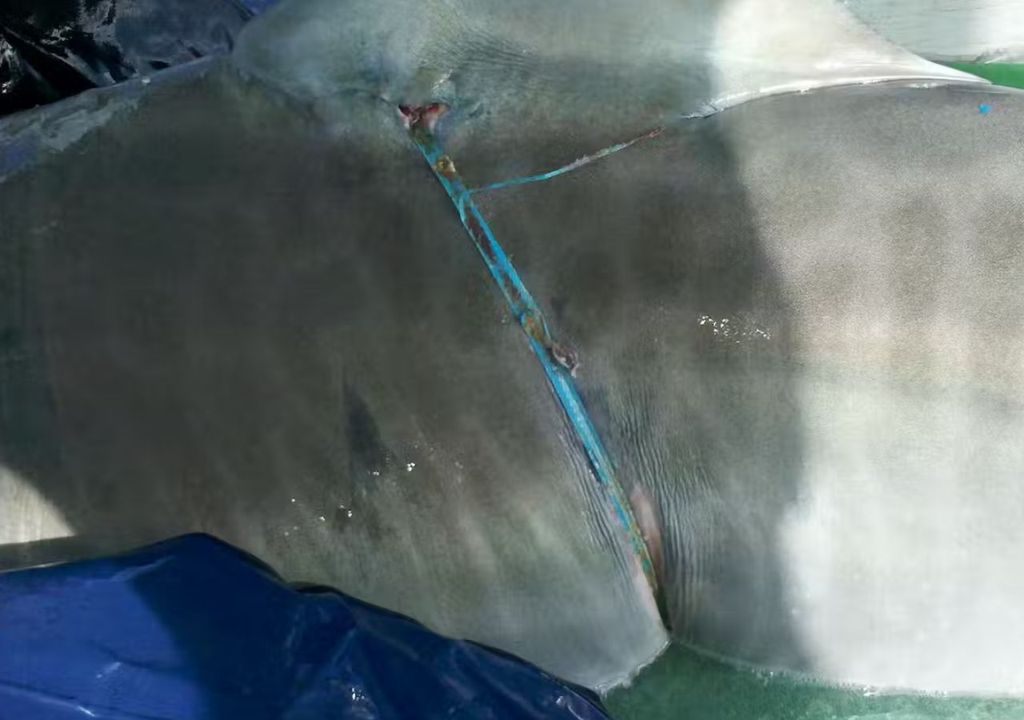 Tubarão enroscado em uma rede de pesca