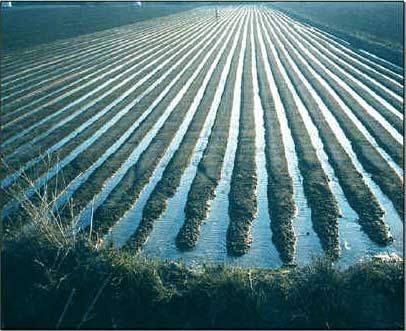 Ilustr. 1. Riego por inundación.Cortesía: http://www.elriego.com/dom/informa_te/riego_agricola/fundamentos_riego/riego_superficie.htm