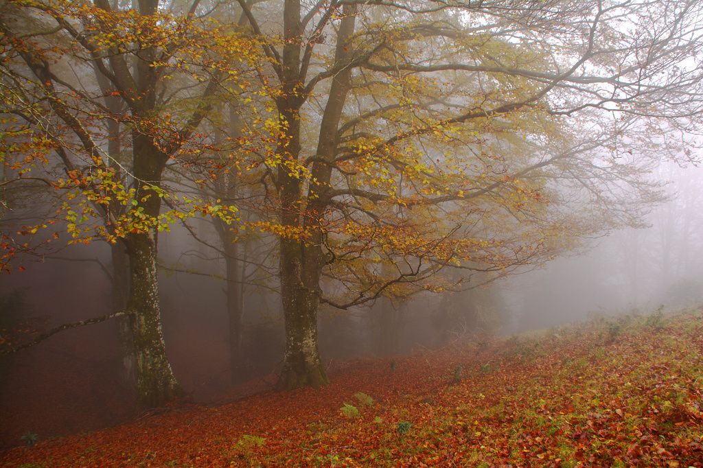 Foto 7.- Séptimo Puesto: "Niebla otoñal”, de Monrosa "Niebla otoñal”, de Monrosa