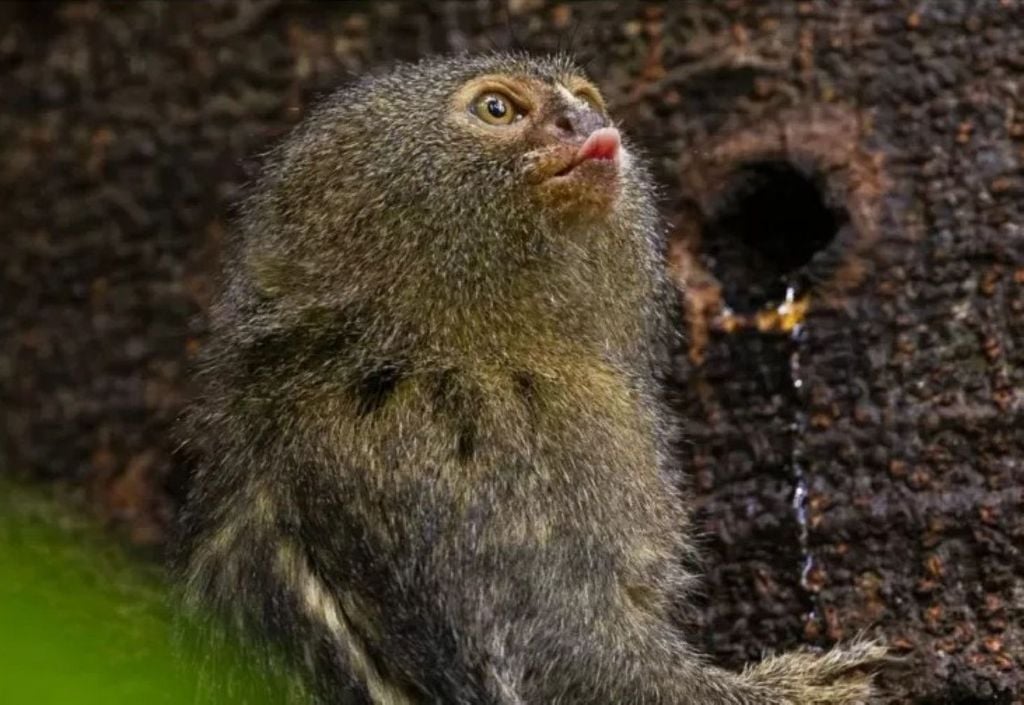 Sagui-pigmeu (pygmy marmoset), considerado o menor macaco do mundo Imagem: Neil Ever Osborne