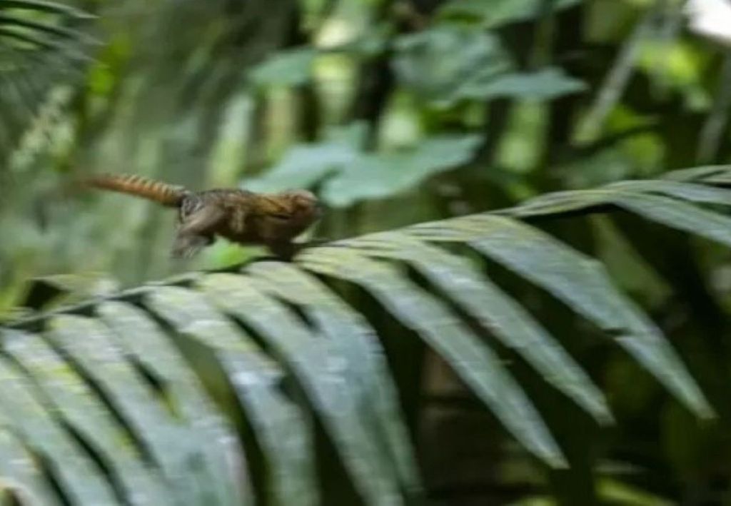 O macaco da espécie pygmy marmoset mede apenas 15 centímetros Imagem: Neil Ever Osborne O macaco da espécie pygmy marmoset mede apenas 15 centímetros Imagem: Neil Ever Osborne