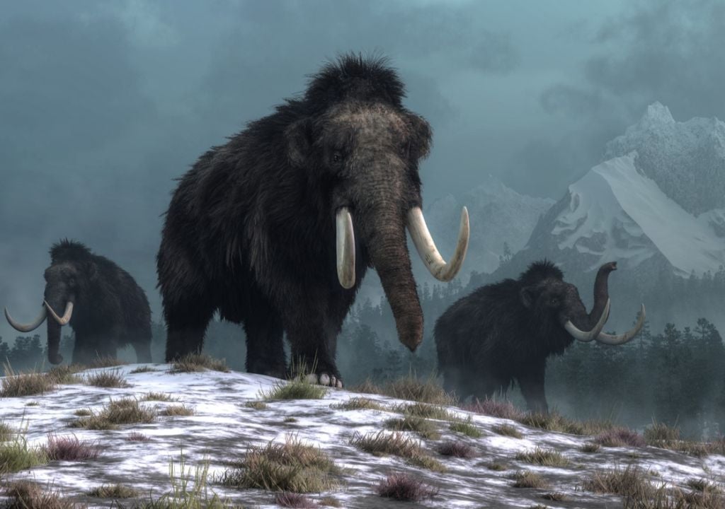 Mammoths