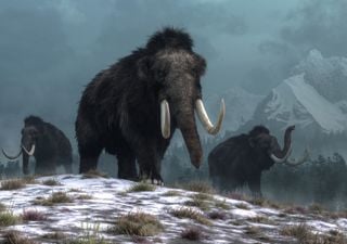 £15 million project aims to bring back the woolly mammoth