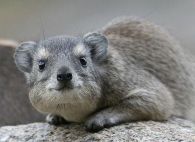 Figura 1. Un hyrax tomando un baño de sol. Figura 1. Un hyrax tomando un baño de sol.
