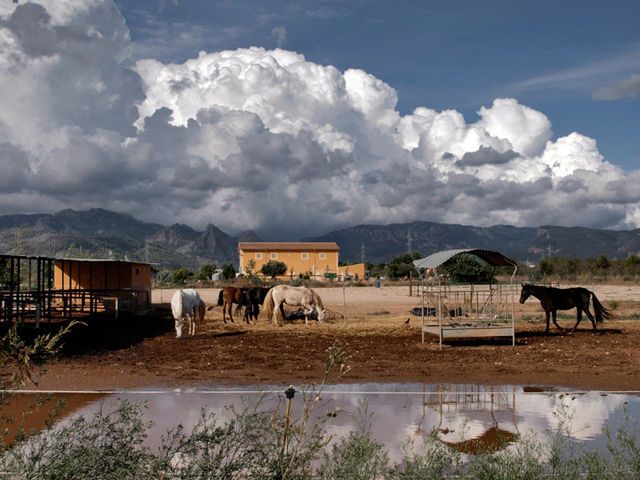 Equinocios (caballos ociosos) Foto 7- "Equinocios (caballos ociosos)"
