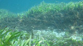 La pérdida de posidonia reduce las zonas de captura de CO2 y puede contribuir a emitirlo