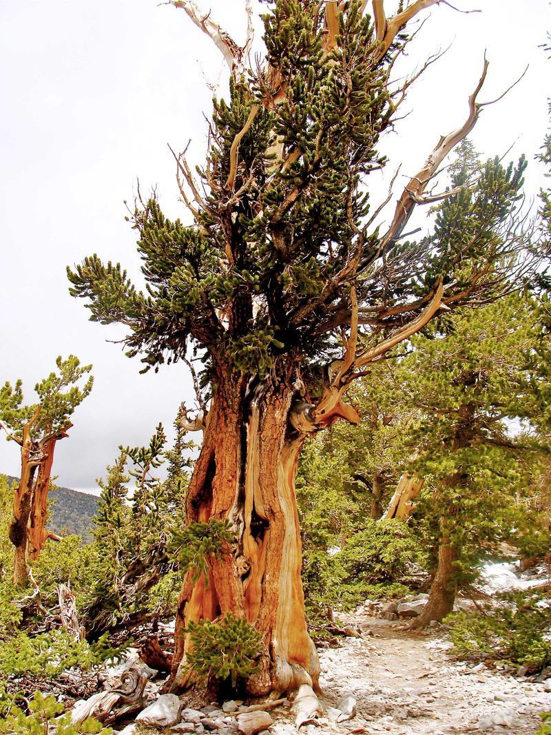 Pinos de Bristlecone de más de 1.000 años del Parque Nacional de la Gran Cuenca Figura 1. Pinos de Bristlecone de más de 1.000 años del Parque Nacional de la Gran Cuenca (Nevada, EE.UU.), como el de la imagen, contribuyeron al registro de anillos de árboles en El Niño. Fuente: Universidad de Hawai-Manoa, Centro Internacional de Investigación del Pacífico.