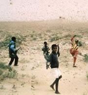 La crisis de la langosta de África empeora