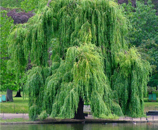 Algunas notas sobre las verdes anomalías en los árboles de hoja caduca a finales de otoño de 2006
