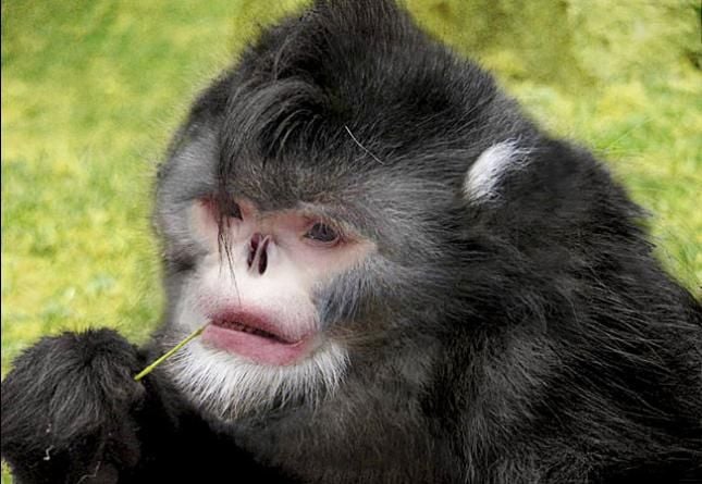 30 tipos de monos - Nombres y FOTOS