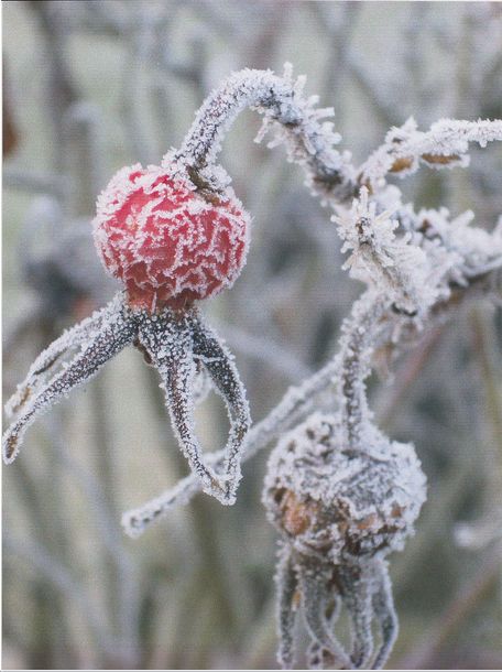 Foto ganadora en el apartado de 'nieve e hielo'. Delia Salter, 'Frosted rosehip'. Tomada en Caversham