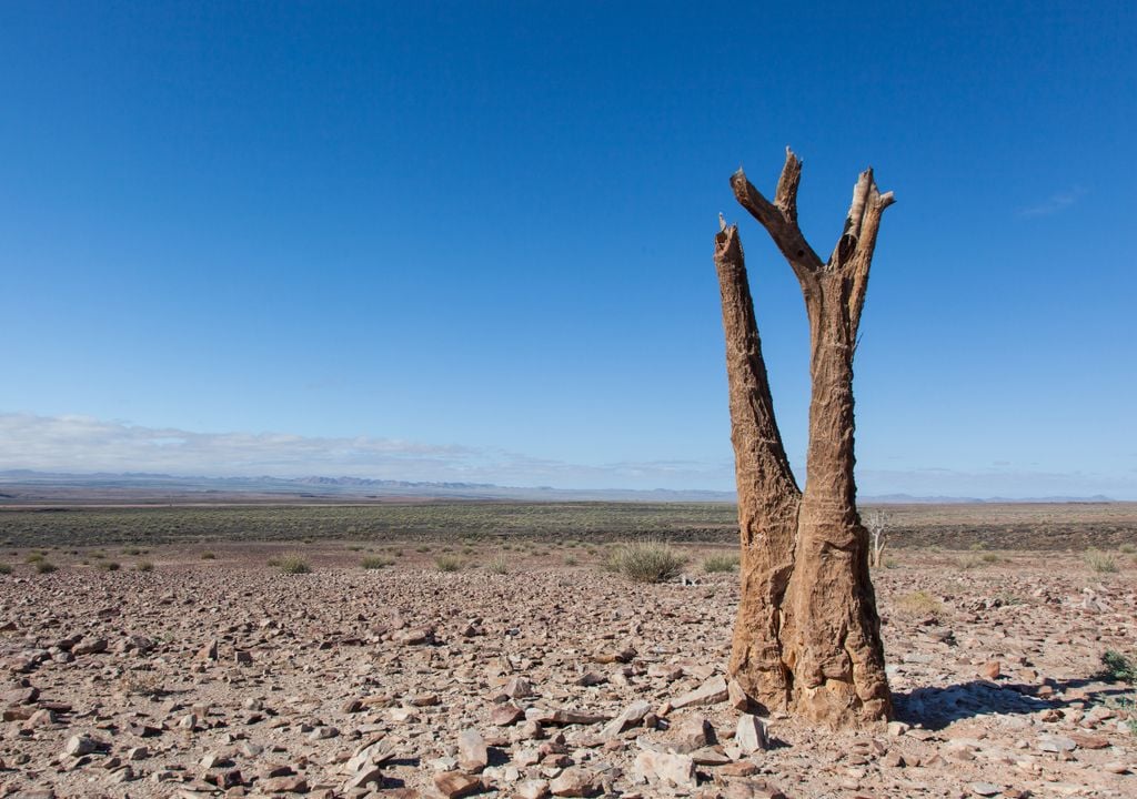 Dia Mundial de Combate à Seca e à Desertificação