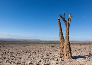 17 de junho: Dia Mundial do Combate à Seca e Desertificação