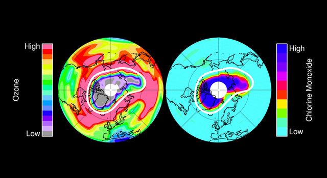 Ozono en la estratosfera de la Tierra Izquierda: Ozono en la estratosfera de la Tierra a una altitud de aproximadamente 20 kilómetros a mediados de marzo de 2011, cerca del pico de la pérdida del ozono Ártico de 2011. Los colores rojos representan niveles altos de ozono, mientras que los colores púrpuras y grises (sobre la región polar norte) representan cantidades muy pequeñas de ozono. La derecha: monóxido de clorina - el agente primario de la destrucción química del ozono en la estratosfera más baja polar fría - para el mismo día y altitud. Los colores azules claros y verdes representan pequeñas cantidades de monóxido de clorina, mientras que los colores azul marino y negros representan cantidades muy grandes del monóxido de clorina. La línea blanca marca el área dentro de la cual la destrucción química del ozono ocurrió. Crédito de las imágenes: NASA/JPL-Caltech