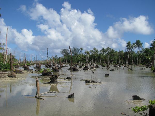 © IRD / V. Ballu. La subida de las aguas sobre las islas Torrès inundó, en particular, las plantaciones de cocoteros.