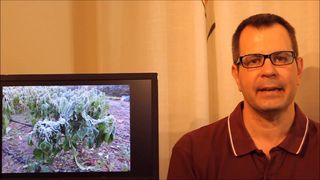 Heladas primaverales