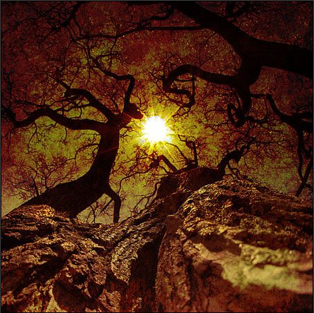 Fantasía solar arbórea