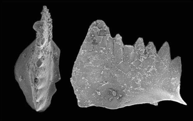 Figura 2. Dientes de un sobreviviente Figura 2.- Dientes de un sobreviviente: Fotografías de exploración electrónica de los dientes del conodontos, descendiente directo de las pocas criaturas que vivieron con la extinción a finales del Pérmico hace 252 millones de años. Foto, cortesía Charles Henderson y Jun Chen
