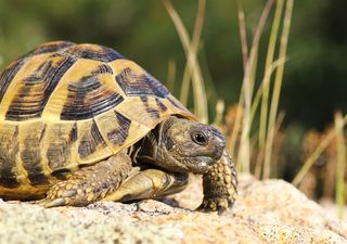 Conoce a la tortuga más longeva del mundo, ¡tiene casi 200 años!