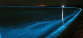 Olas biofluorescentes
