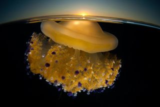 Concurso de fotos de National Geographic 2011