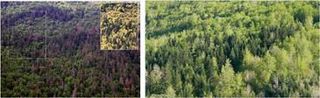 La respuesta de los árboles a la sequía deja ver cómo se muere el bosque