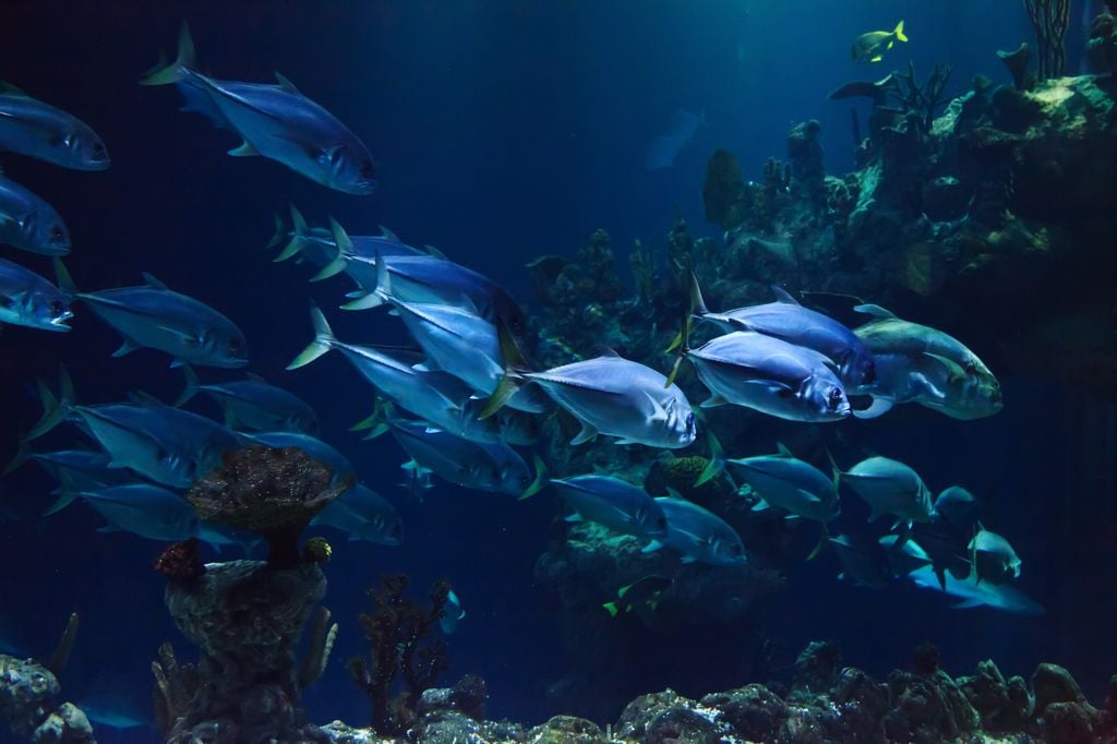 Aquarium Fast wie Schnorcheln: Fischschwarm im Aquarium. Foto: Pixabay