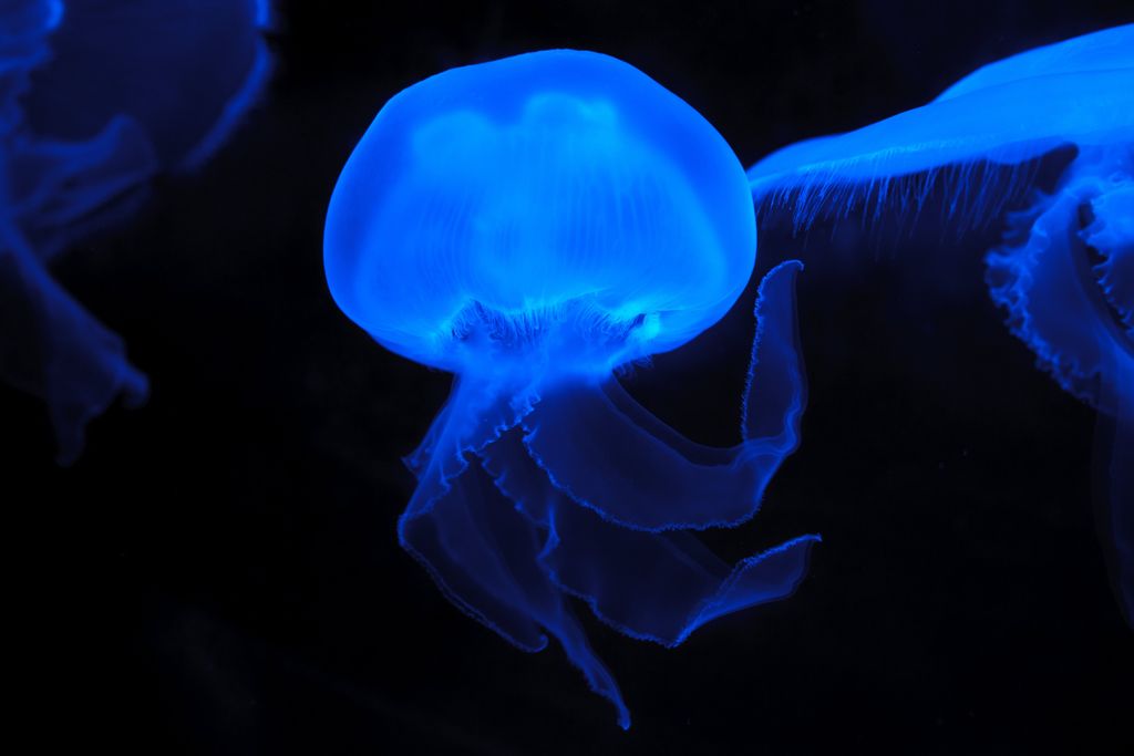 Qualle 25 Quallenarten sind im Aquarium vertreten und werden hier gezüchtet. Foto: Pixabay