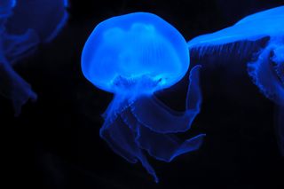 20.000 Tiere und neueste Technik: So wurde das historische Aquarium Berlin modernisiert