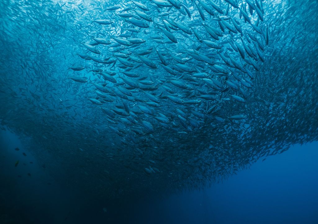 sardinas sardinas