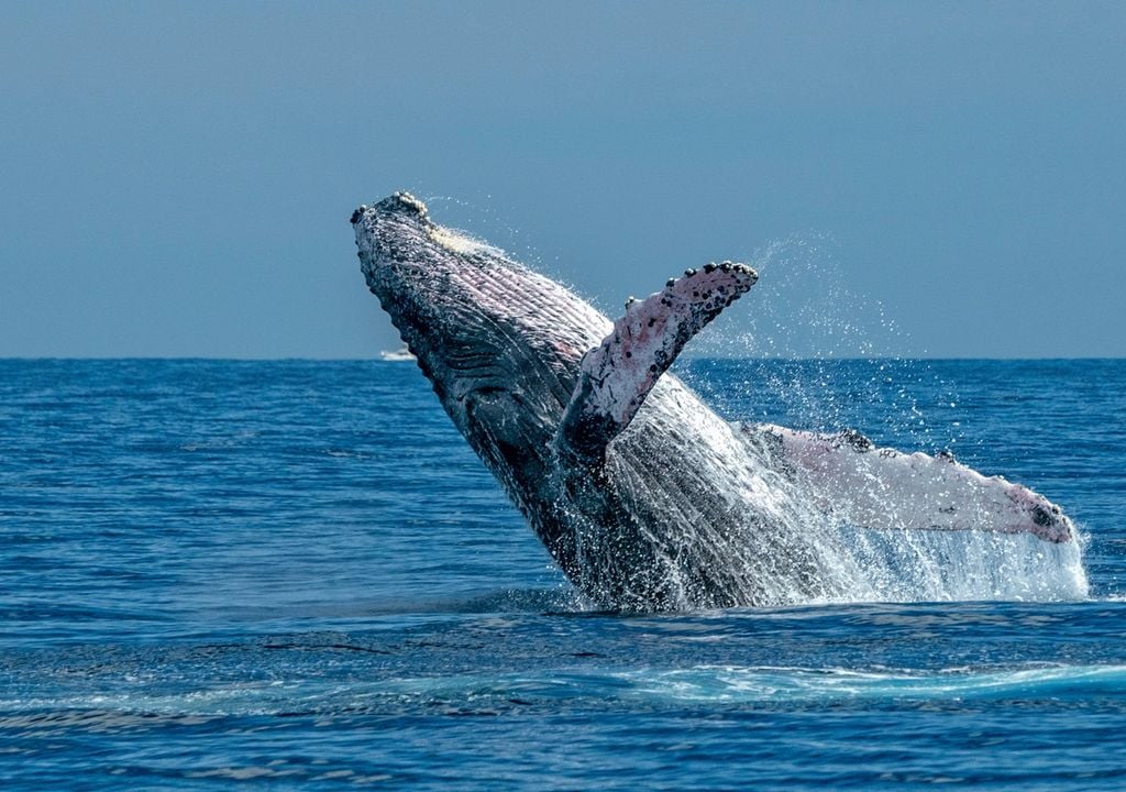 Ballena sobre el mar Ballena sobre el mar