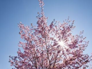 20 Grad und Sonne satt: Nächste Woche kommt der Frühling!