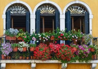 20 plantas para un balcón muy soleado: desde el geranio hasta la lavanda, todas están listas para florecer