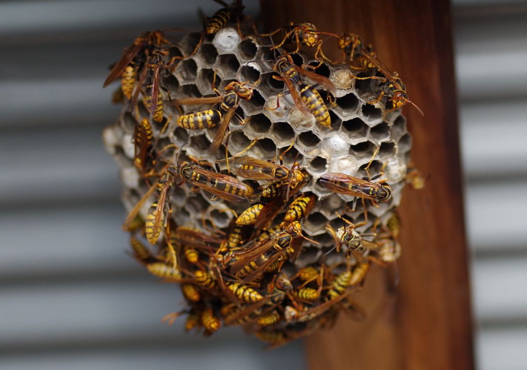 Wasp proliferation.