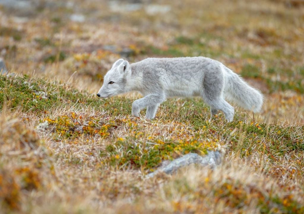 Arctic fox: the Arctic is warming twice as fast as the global average