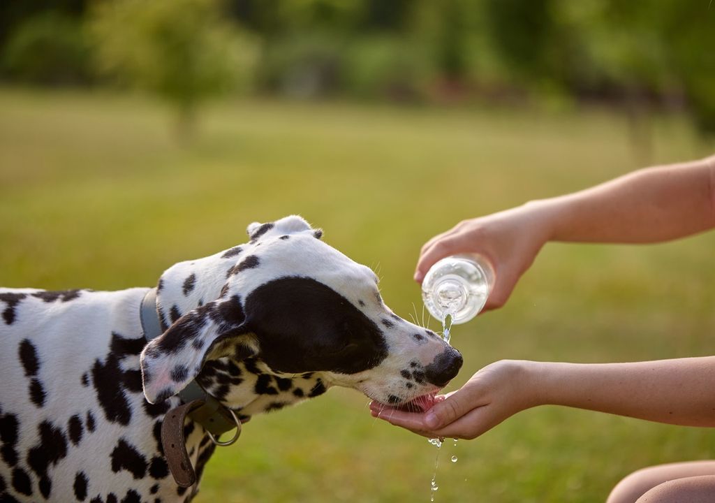 persona dando agua a un perro para beber desde su mano
