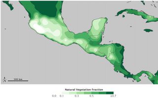 La tala de árboles y la sequía Maya 