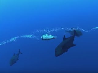 Peces atrapados en redes de aire y agua