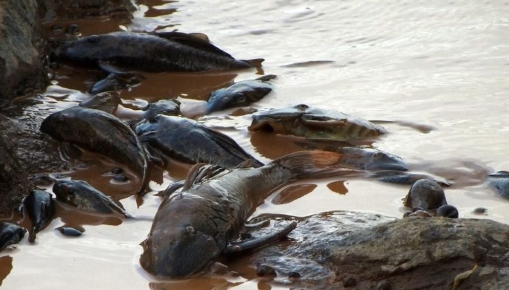 A mortandade de peixes em áreas de rios poluídos pelo mercúrio de mineração é um risco à segurança alimentar dos povos da região. Crédito: Divulgação Igui Ecologia