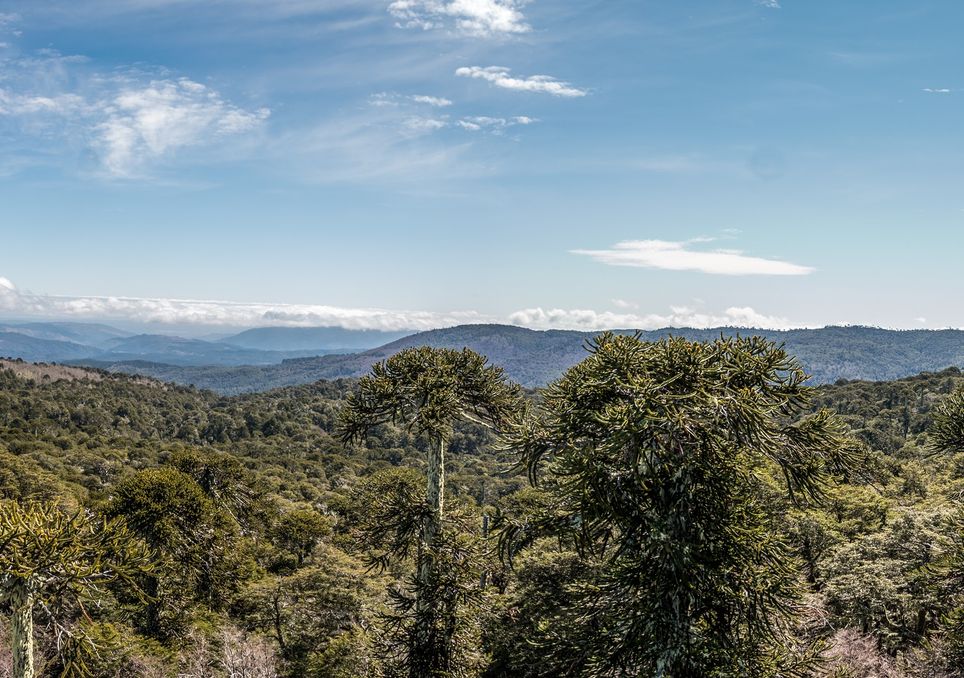 Bosque de araucarias Bosque de araucarias