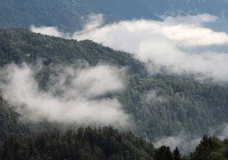 21 de Marzo: Día Internacional de los Bosques