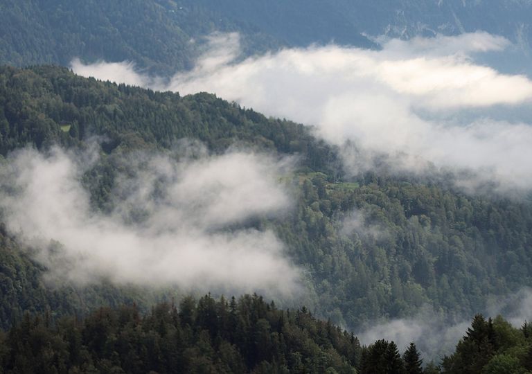 bosque y formación de nubes bosque y formación de nubes