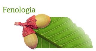 Fenología
