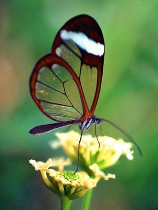 Alas de mariposas sirven de inspiración para sensores de temperatura